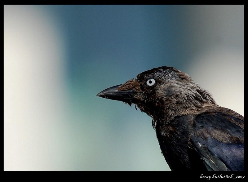 Western Jackdaw