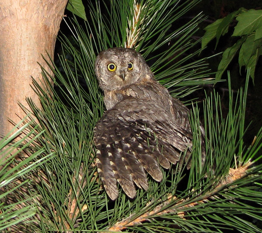 Eurasian Scops Owl