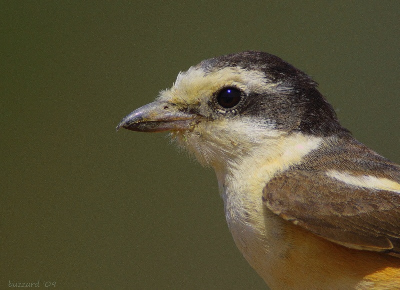 Masked Shrike