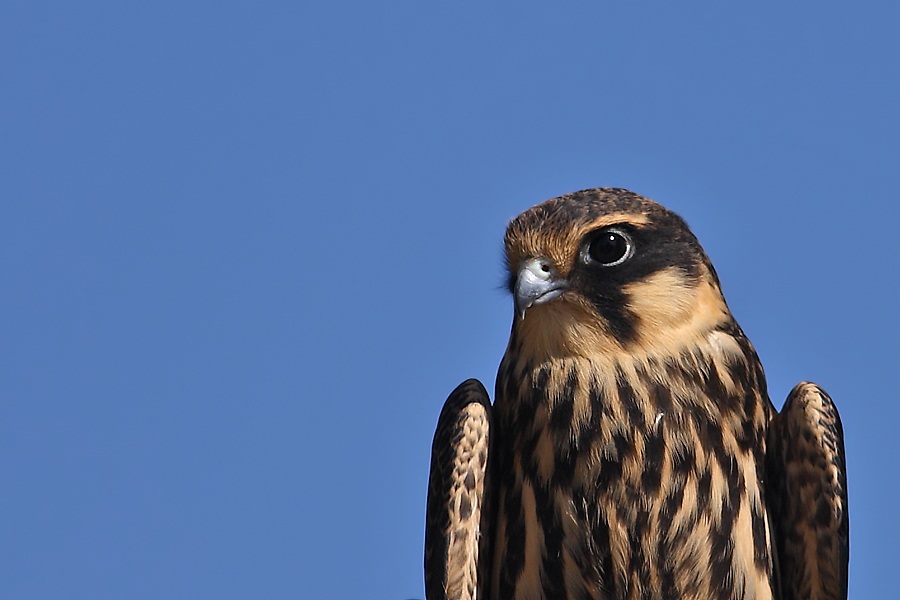 Eurasian Hobby