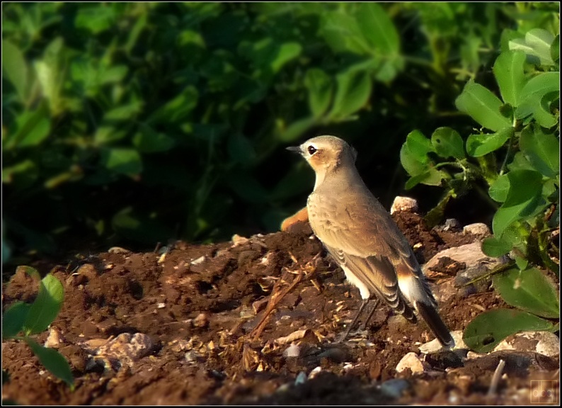 Northern Wheatear
