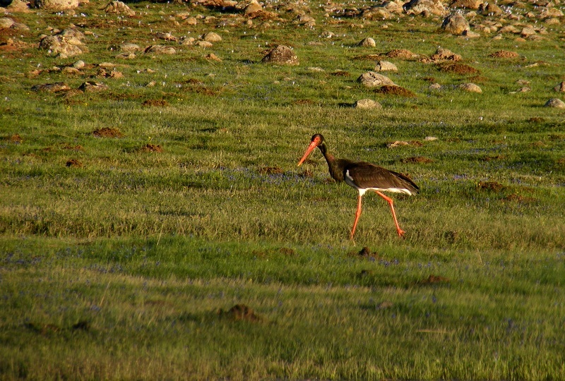 Black Stork