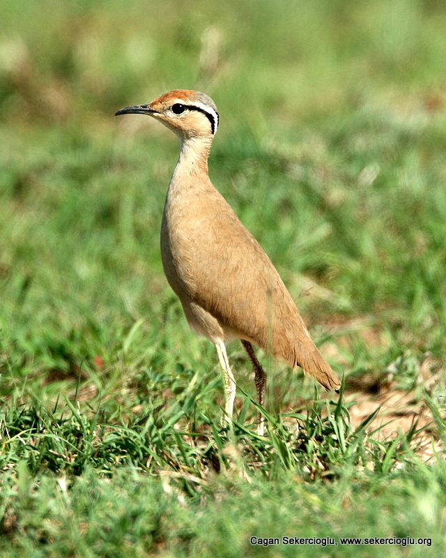 Cream-colored Courser