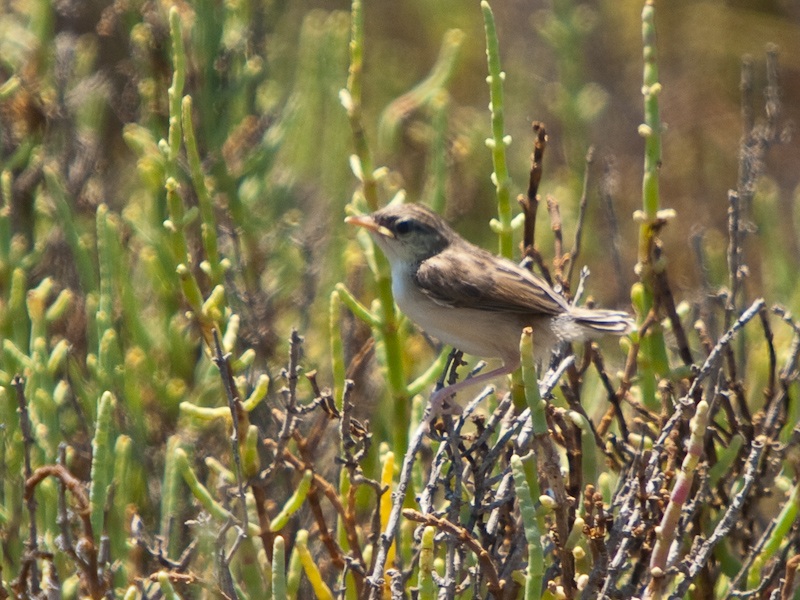 Zitting Cisticola