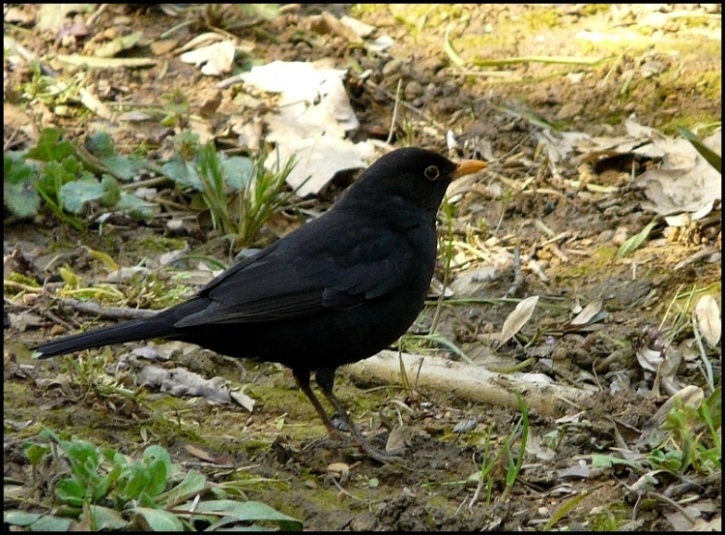 Common Blackbird