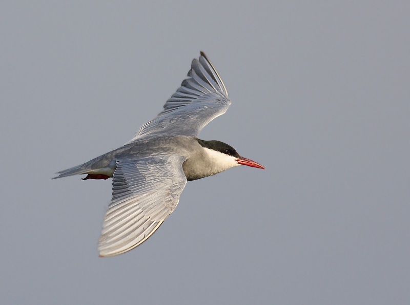 Whiskered Tern