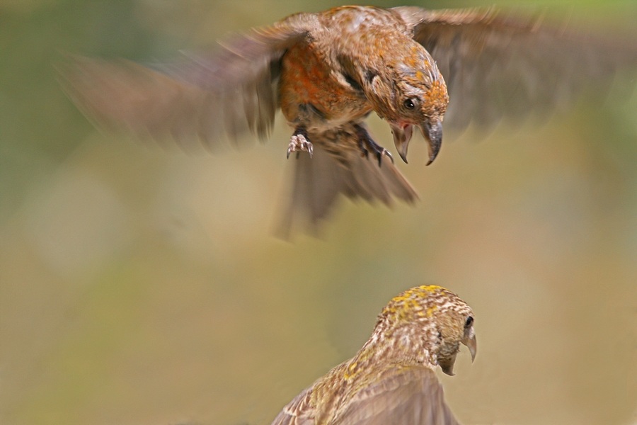 Red Crossbill