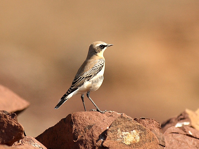 Northern Wheatear