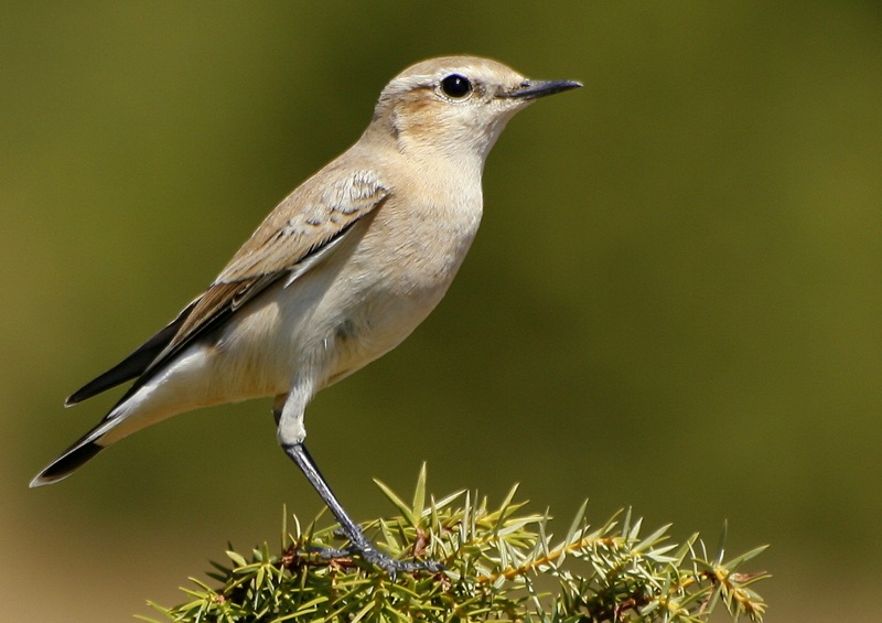 Northern Wheatear