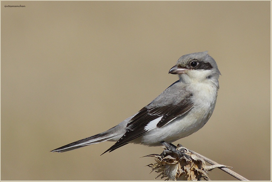 Lesser Grey Shrike