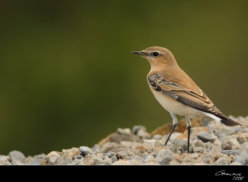 Northern Wheatear
