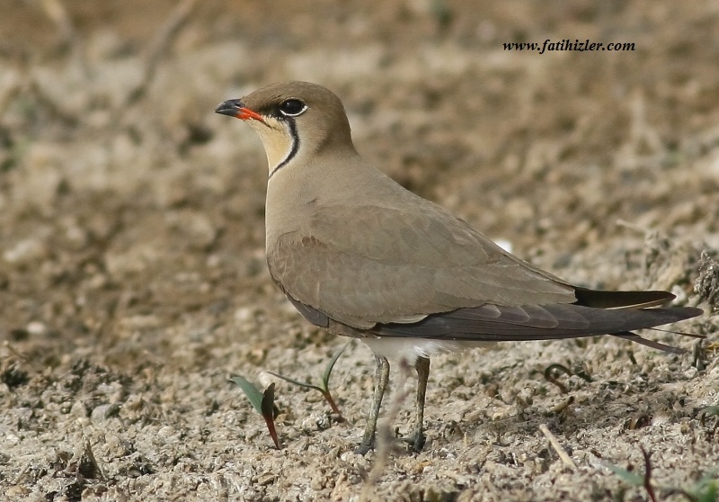 Black-winged Pratincole