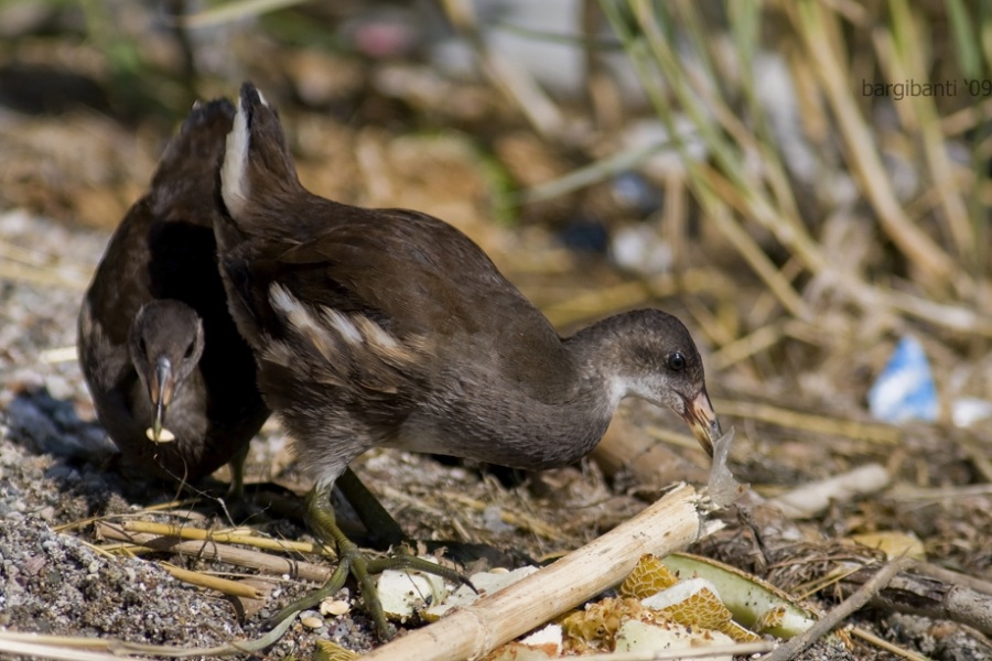 Common Moorhen