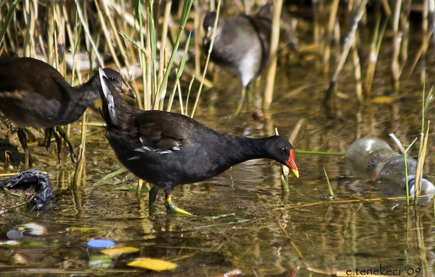 Common Moorhen