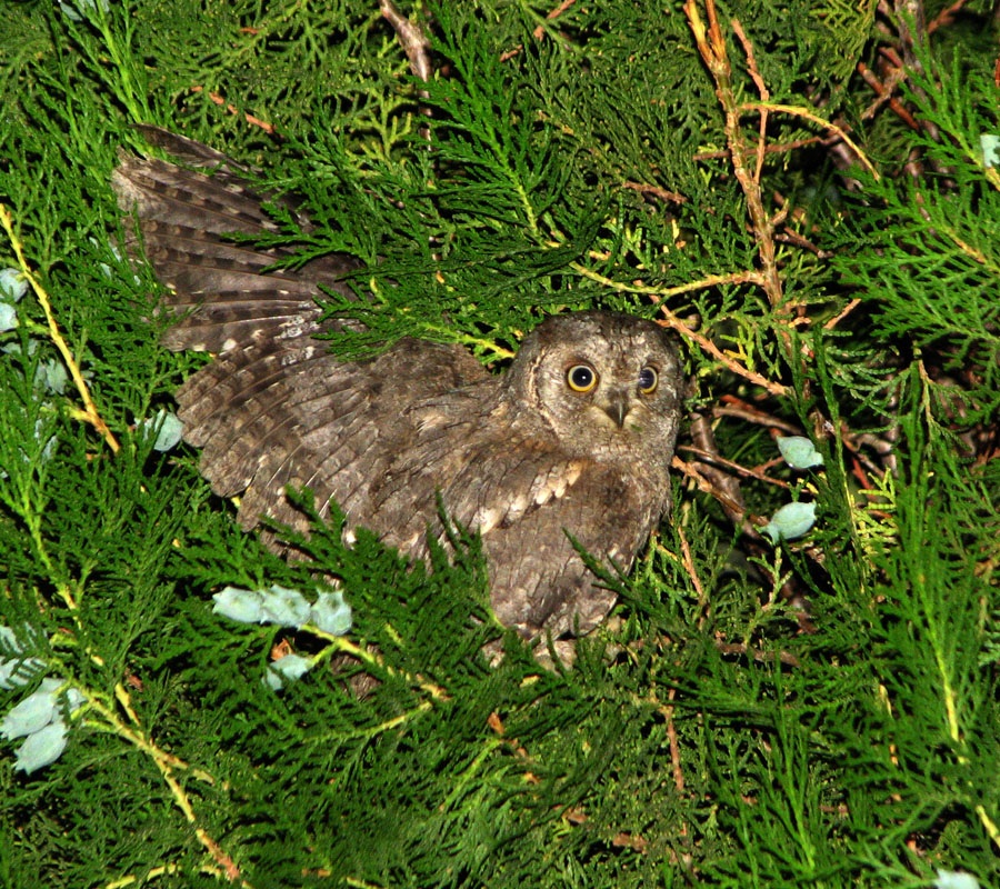 Eurasian Scops Owl