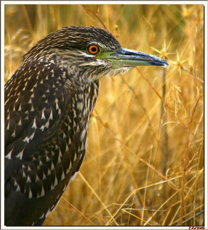 Black-crowned Night Heron