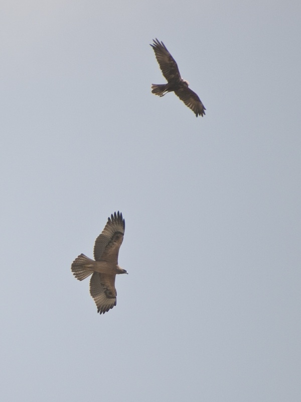Bonelli`s Eagle
