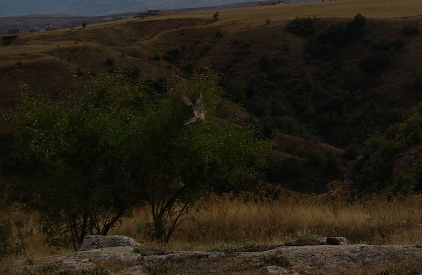 Chukar Partridge