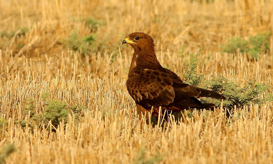 European Honey Buzzard