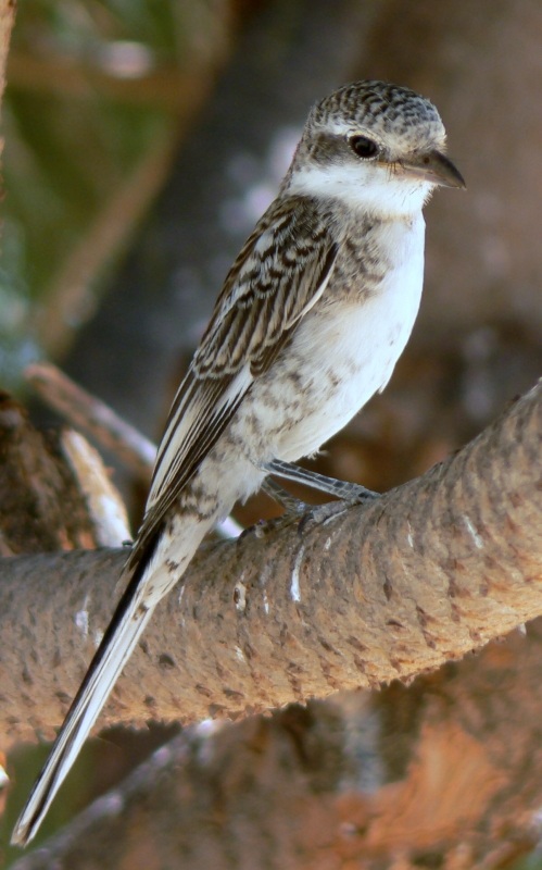 Masked Shrike