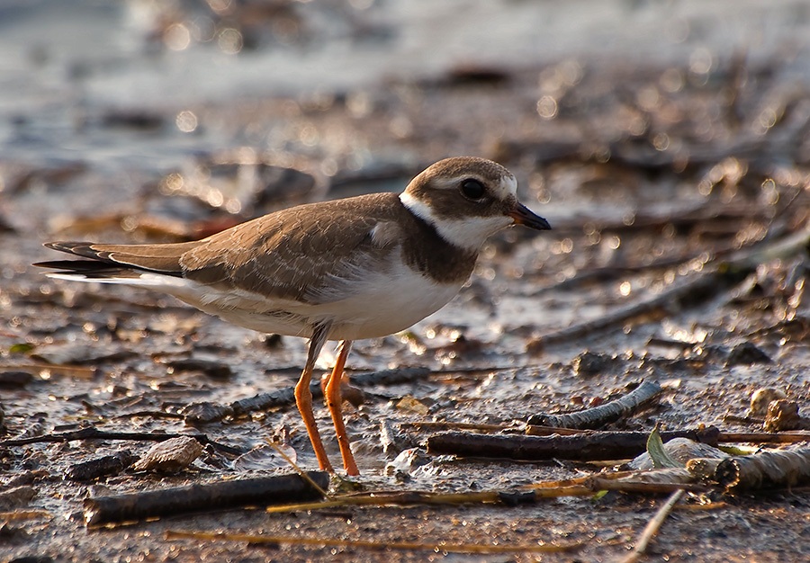 Common Ringed Plover