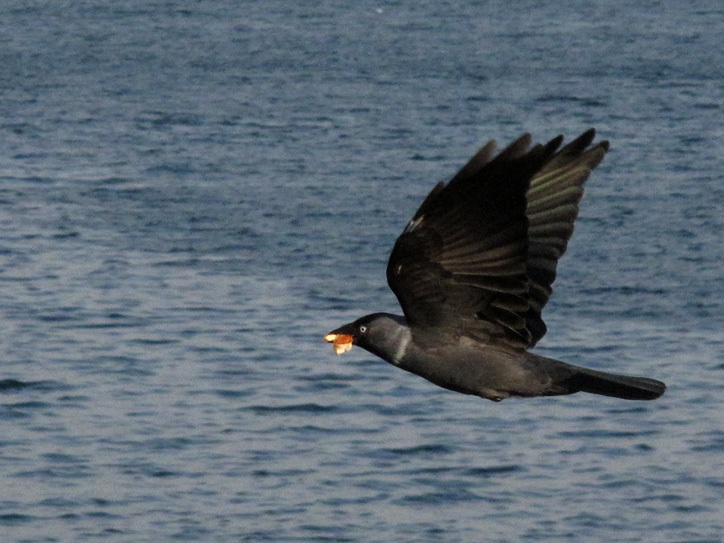 Western Jackdaw