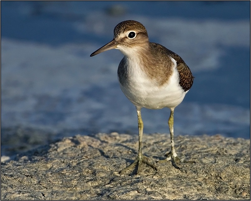 Common Sandpiper
