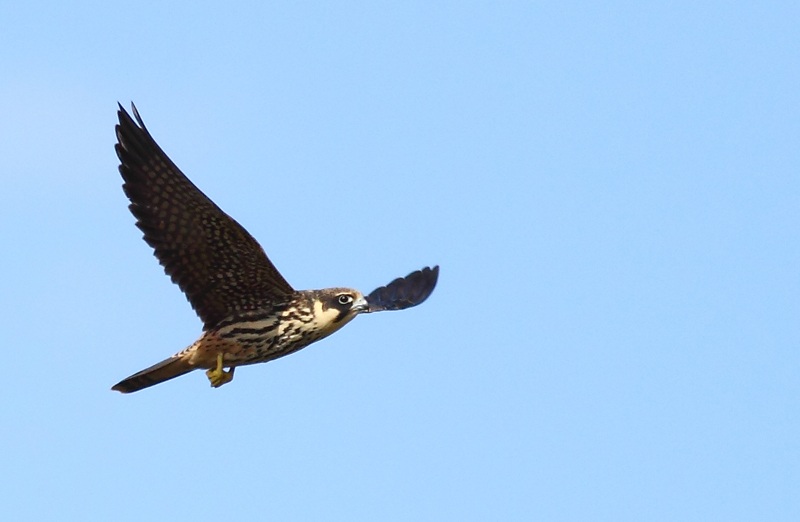 Eurasian Hobby