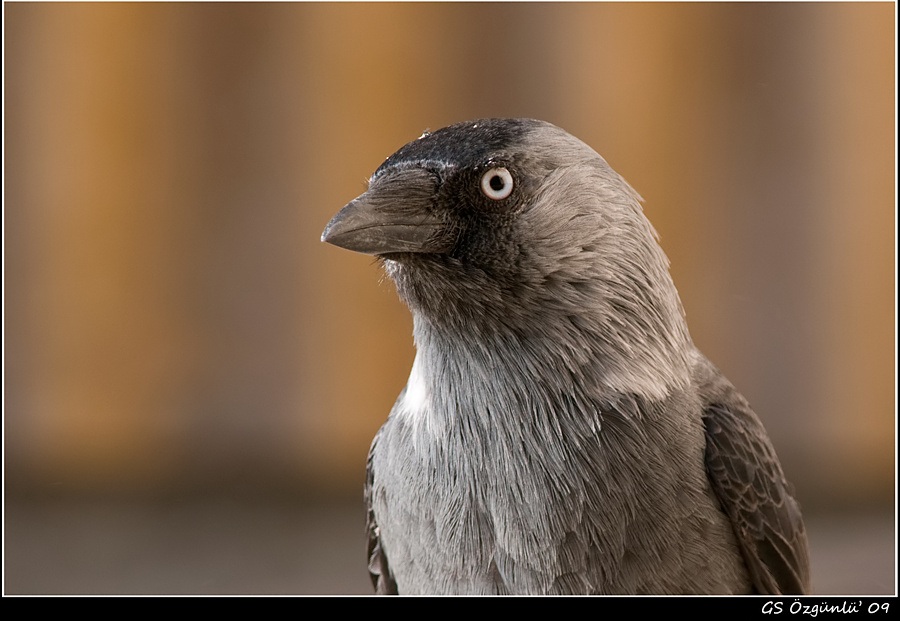Western Jackdaw