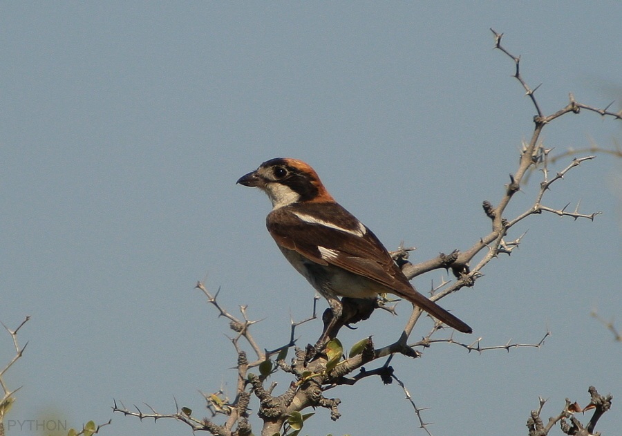 Woodchat Shrike