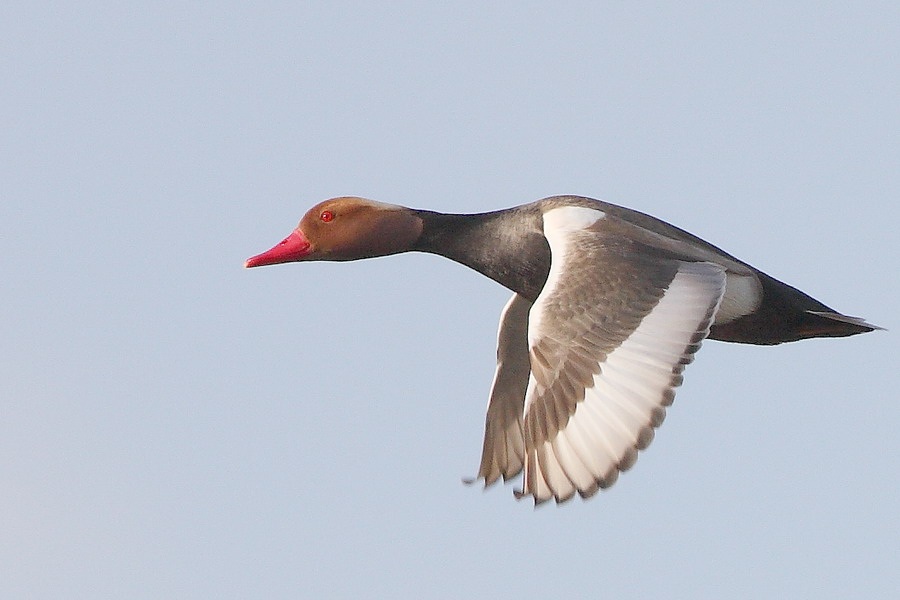 Red-crested Pochard
