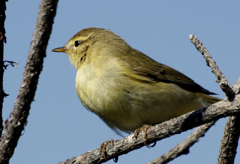 Willow Warbler