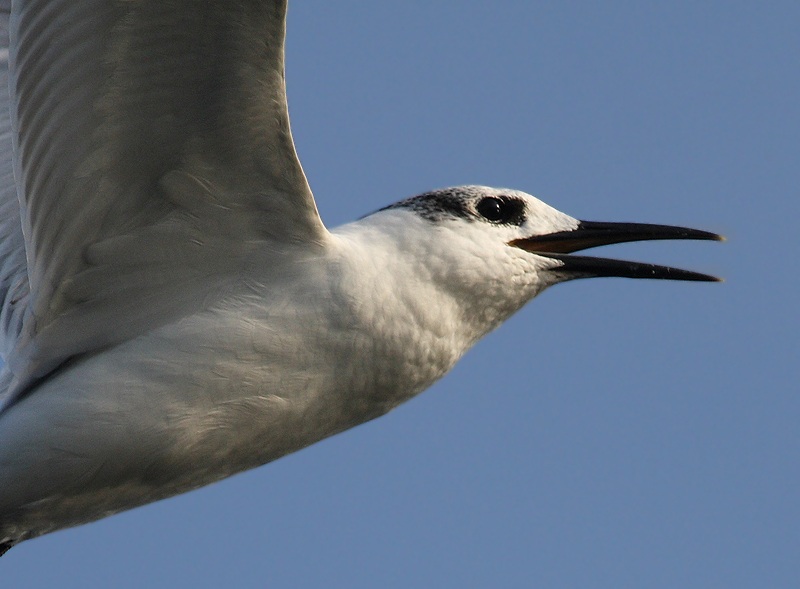 Sandwich Tern