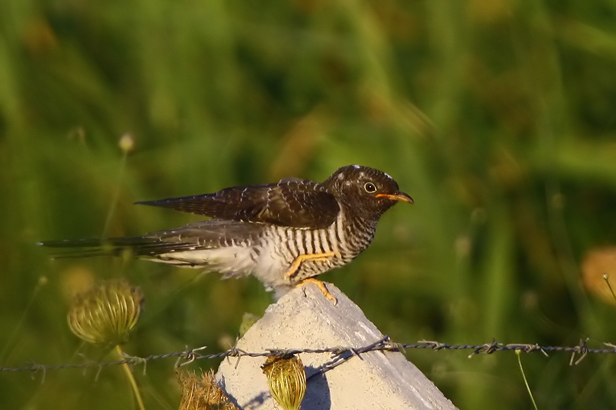 Common Cuckoo