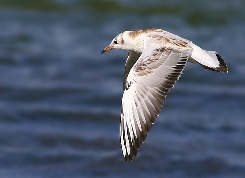 Black-headed Gull