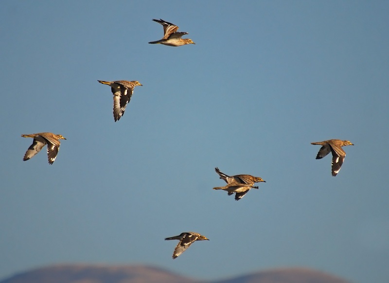 Eurasian Stone-curlew