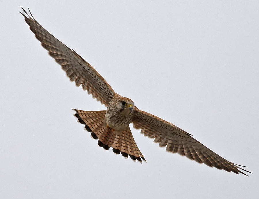 Common Kestrel