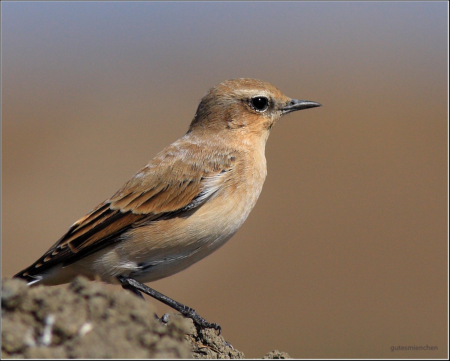 Northern Wheatear