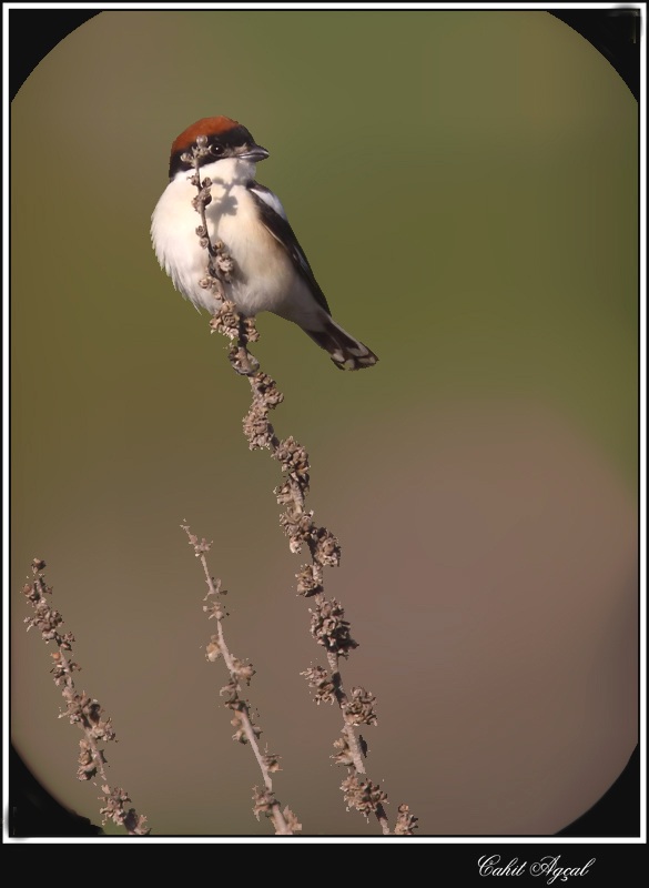 Woodchat Shrike