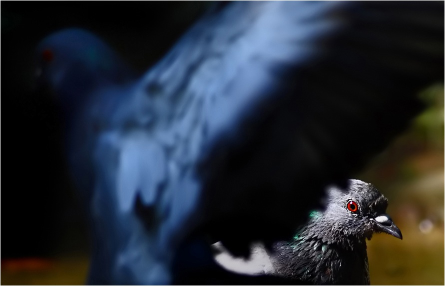 Rock Dove