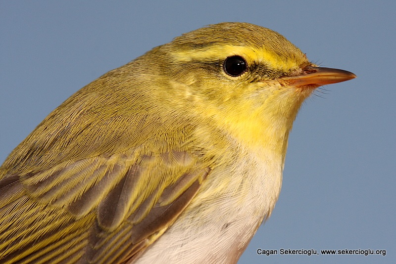 Wood Warbler