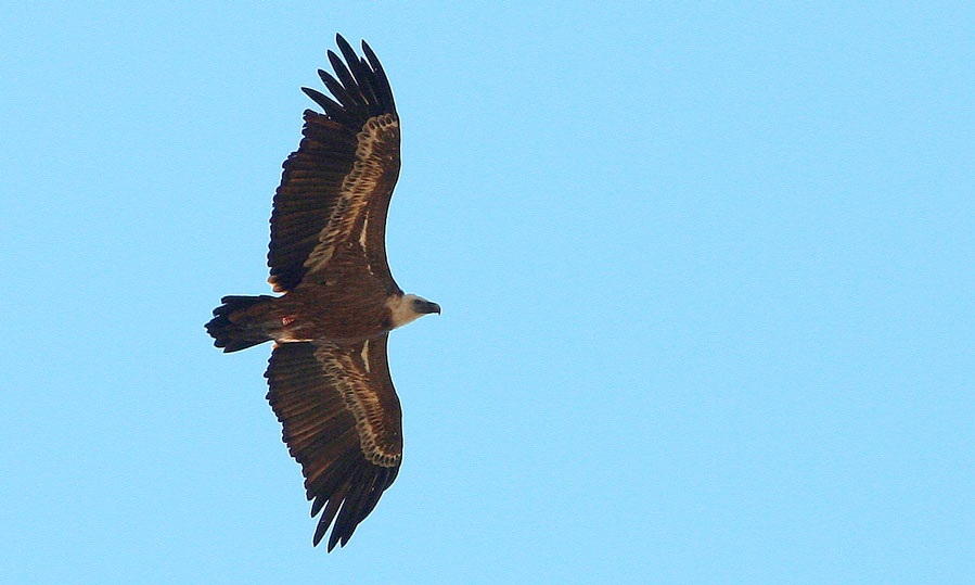 Griffon Vulture