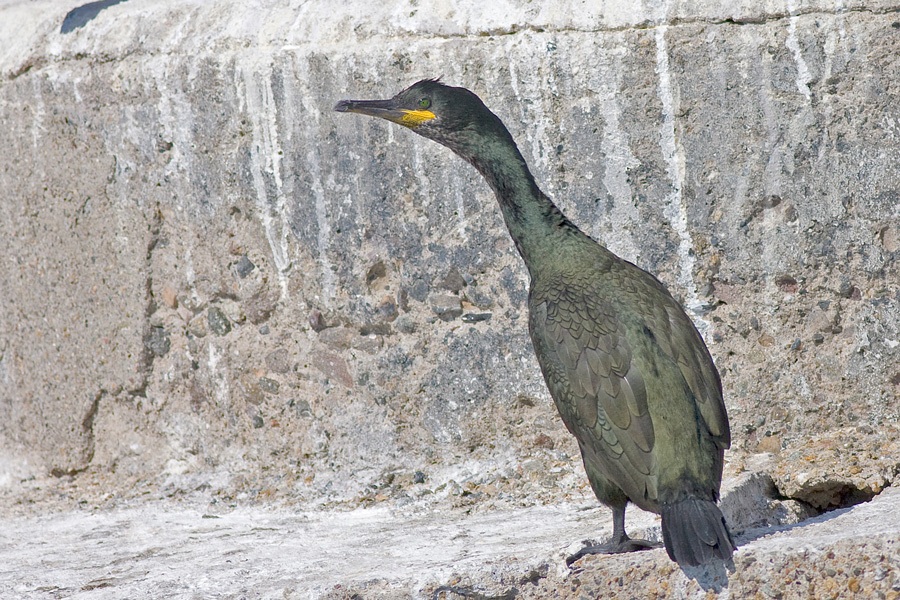 European Shag