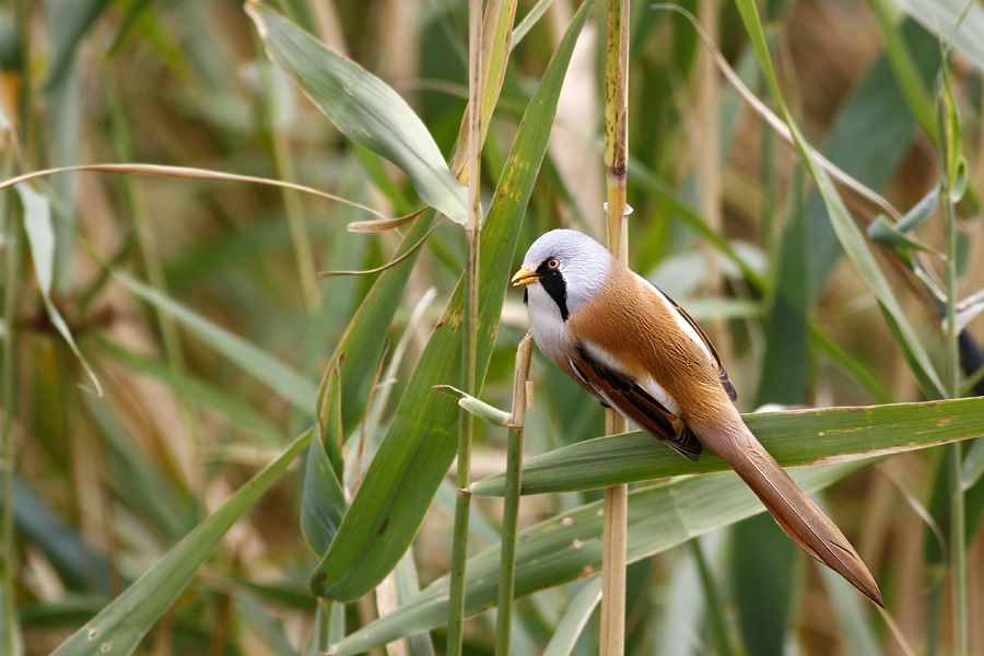 Bearded Reedling