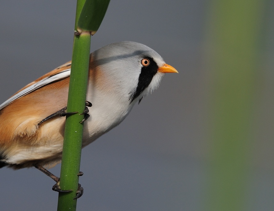 Bearded Reedling