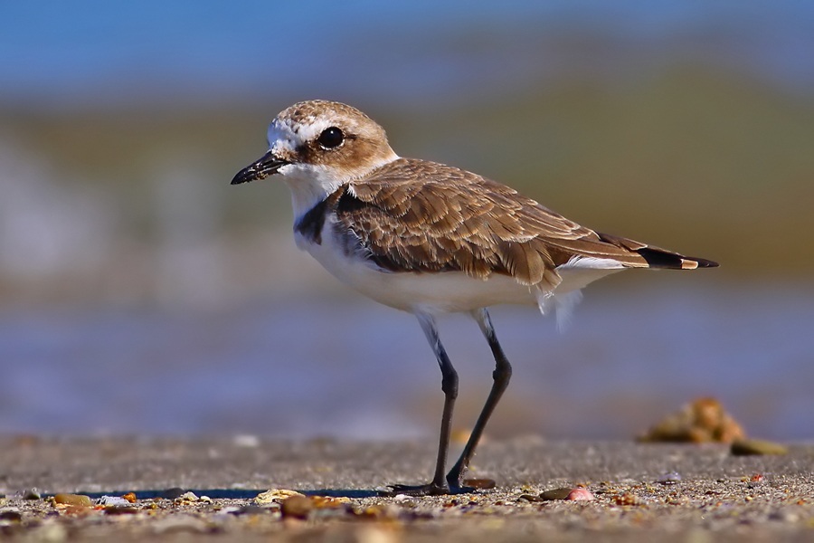 Kentish Plover
