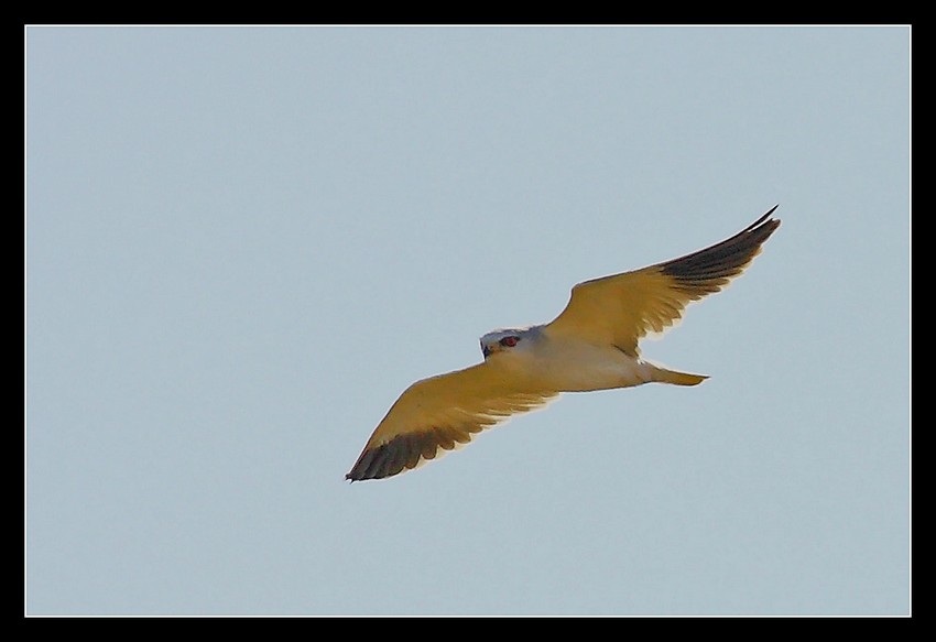 Black-winged Kite