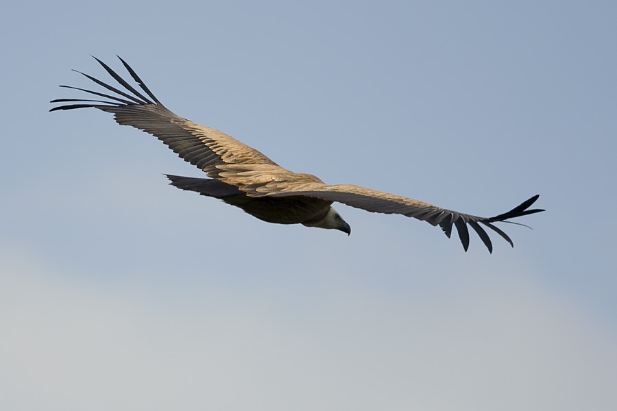 Griffon Vulture
