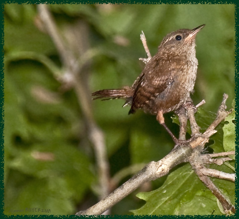 Eurasian Wren