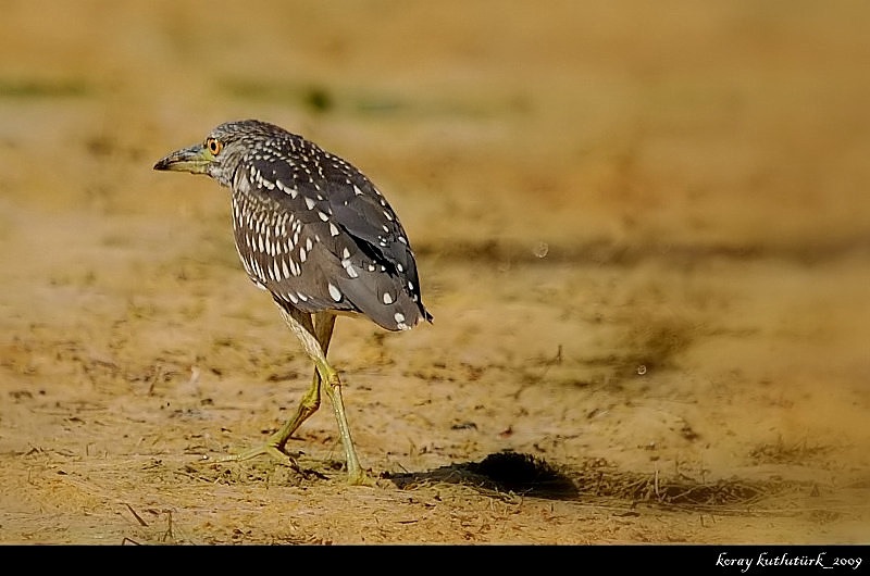 Black-crowned Night Heron
